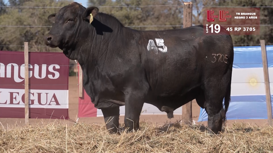 Lote BRANGUS NEGROS 3 AÑOS