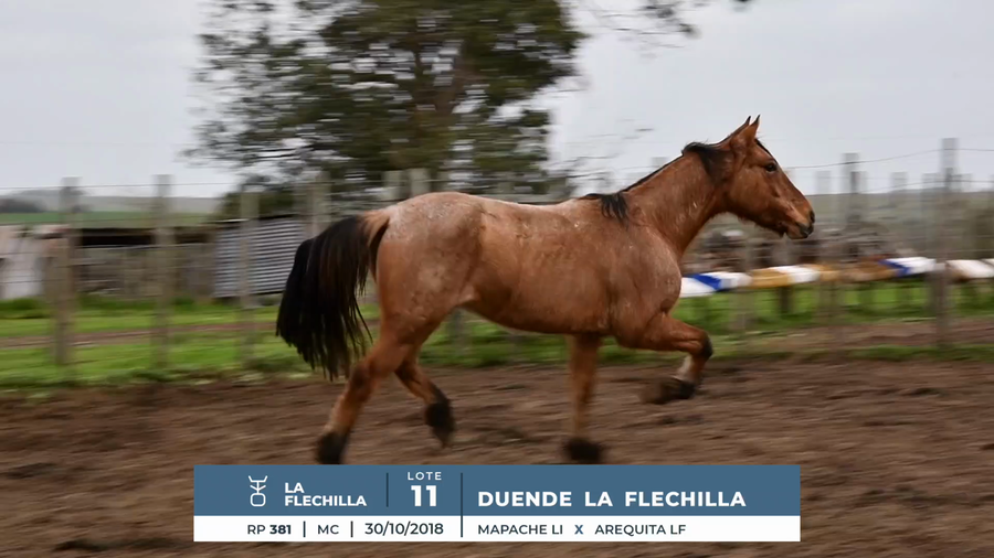 Lote DUENDE LA FLECHILLA