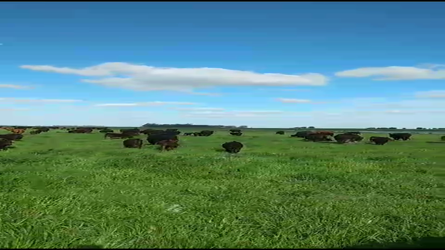 Lote 60 Terneros/as en Chillar, Buenos Aires