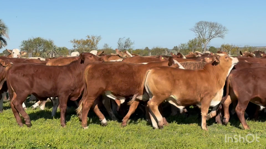 Lote 65 Terneros en Corrientes, Perugorría