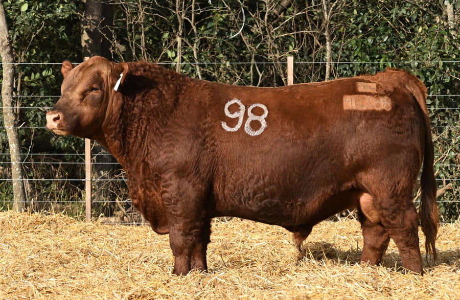 Lote TOROS ANGUS PC