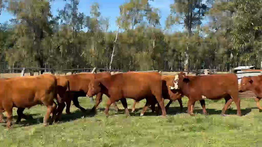 Lote 85 Novillitos