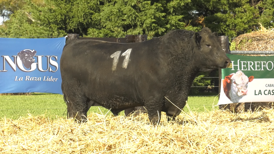Lote TOROS ANGUS PURO CONTROLADO