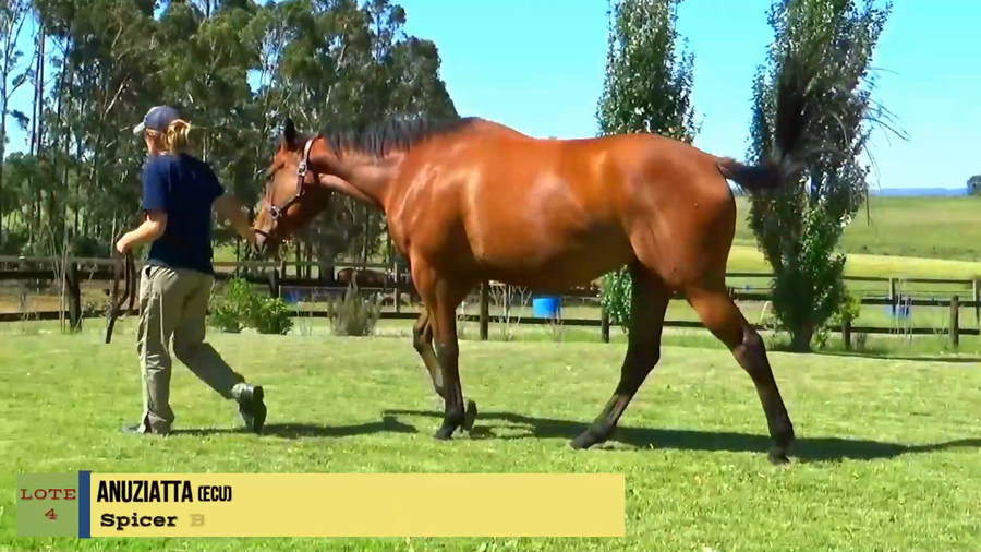 Lote ANUZIATTA (ECU)