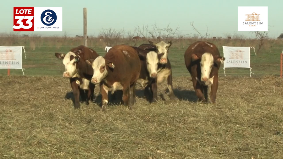 Lote Vaquillas Braford Planteleras Señal ´20-Preñadas IATF (22-12-2022) y Servicio Colectivo (01/01/23 al 05/02/23)