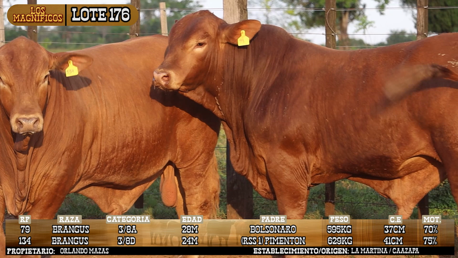 Lote LOTE 176 - VIVO