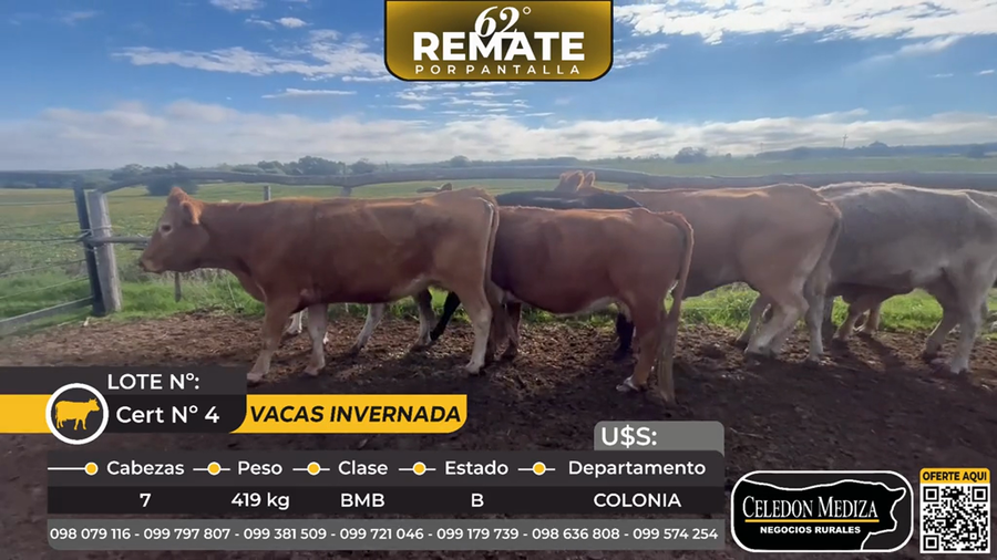 Lote 7 Vacas de Invernada en Puerto Conchillas, Colonia