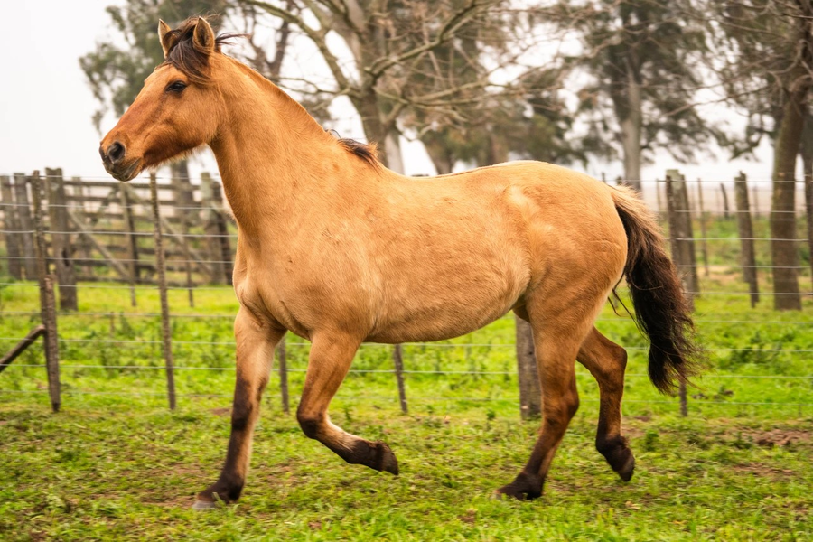 Lote CUYANO HUINCA SURERA