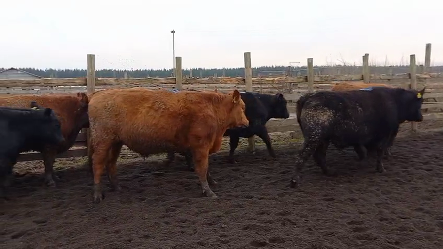 Lote 20 Novillo Gordo en Cabrero, VIII Región Biobío