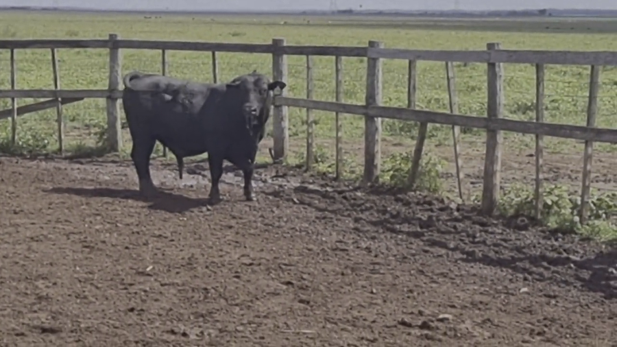 Lote Toros T. Brangus Negro a remate en Remate de Reproductores, Asunción