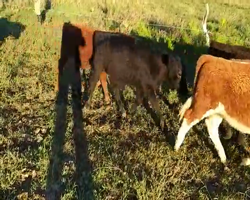 Lote 50 Terneros/as en Villaguay, Entre Ríos