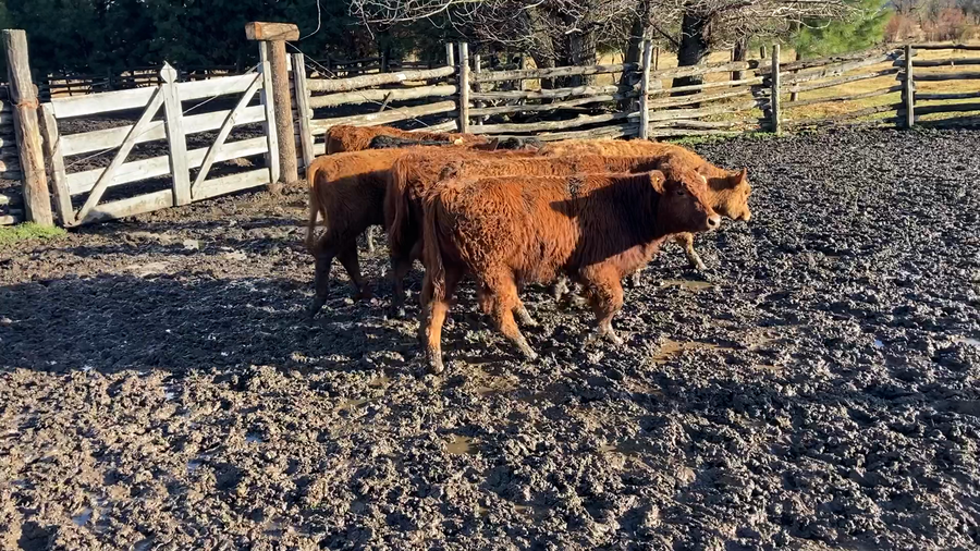 Lote 38 Ternero en Cochrane, XI Región Aysén