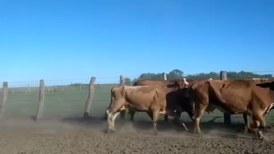 Lote 88 Vacas de invernar en Ita-Ibate, Corrientes