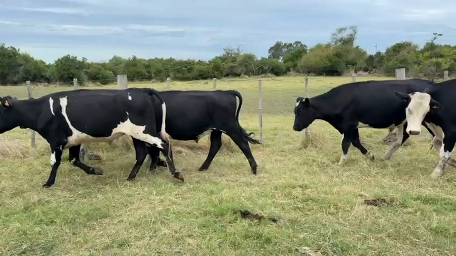 Lote NOVILLOS 1 a 2 AÑOS