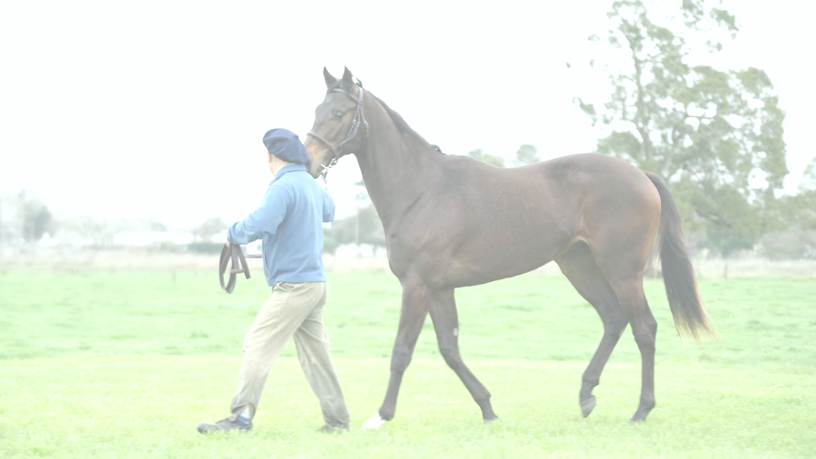 Lote NIKY SEBI (NICODEMUS -  SUN SPRINKLE)