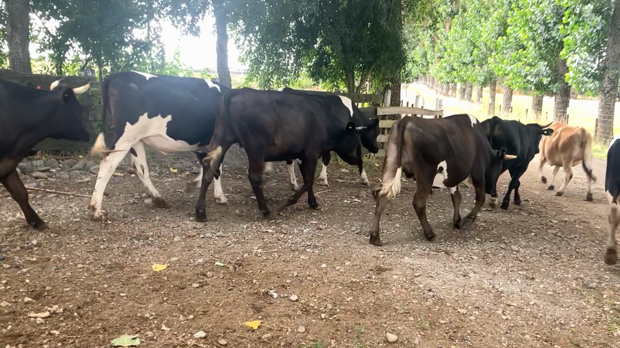 Imagen 1 del Lote Lote 45 Novillo Gordo en Río Bueno, XIV Región Los Ríos