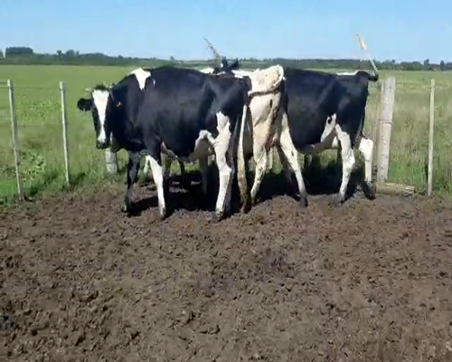 Lote 4 Vaca HOLANDO a remate en Remate Elite por Pantalla de Ganado Lechero, San José