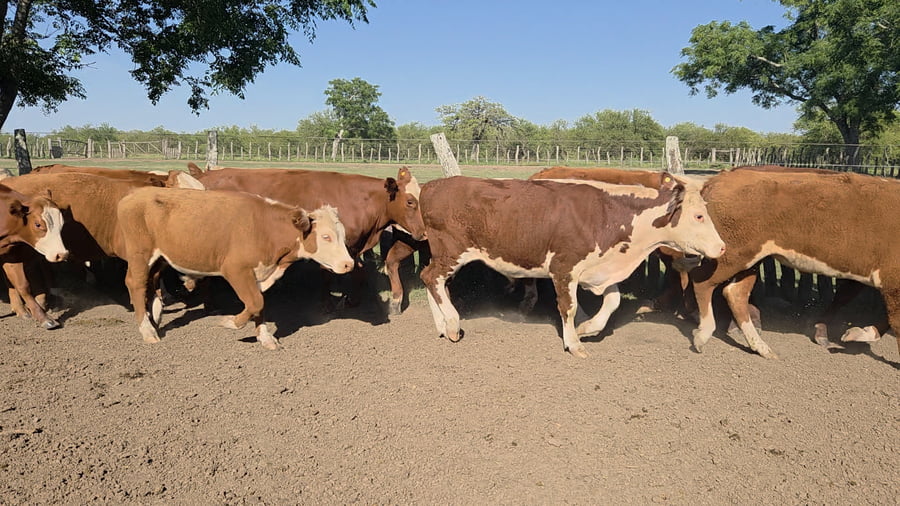 Lote 65 Novillos en Corrientes, Curuzu Cuatia