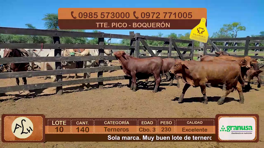 Lote 140 Terneros CBO 3 Tipo Brangus y Acebuzados. a remate en FERIA ESPECIAL DE TERNEROS CBO. 3 - AGROGANADERA LA HUELLA 230kg - , Boquerón