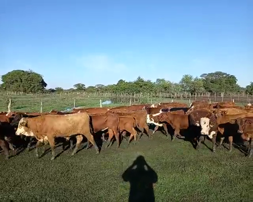 Lote 560 Terneros/as en San Roque, Corrientes