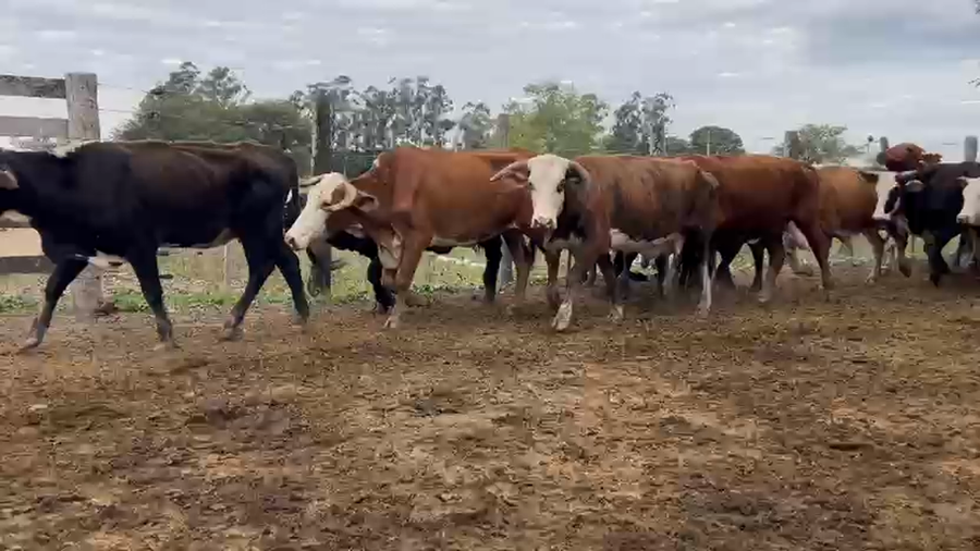 Lote 50 Vacas de invernar en Chaco, Gral. Vedia