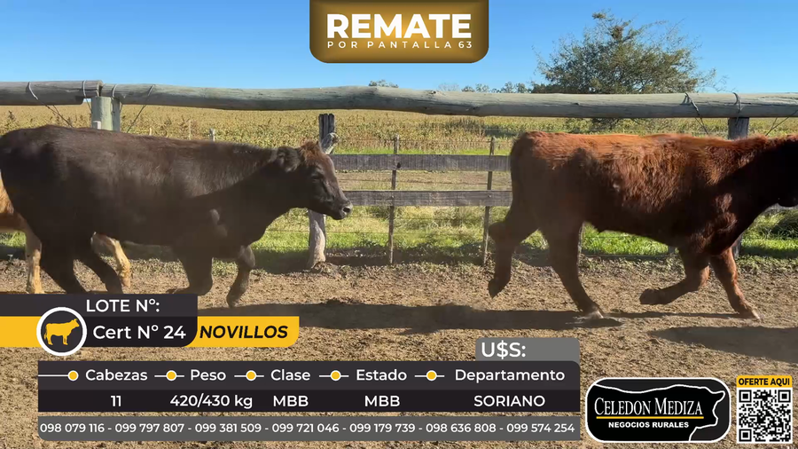 Lote 11 Novillos en ruta 57, km 7, Cardona. Soriano
