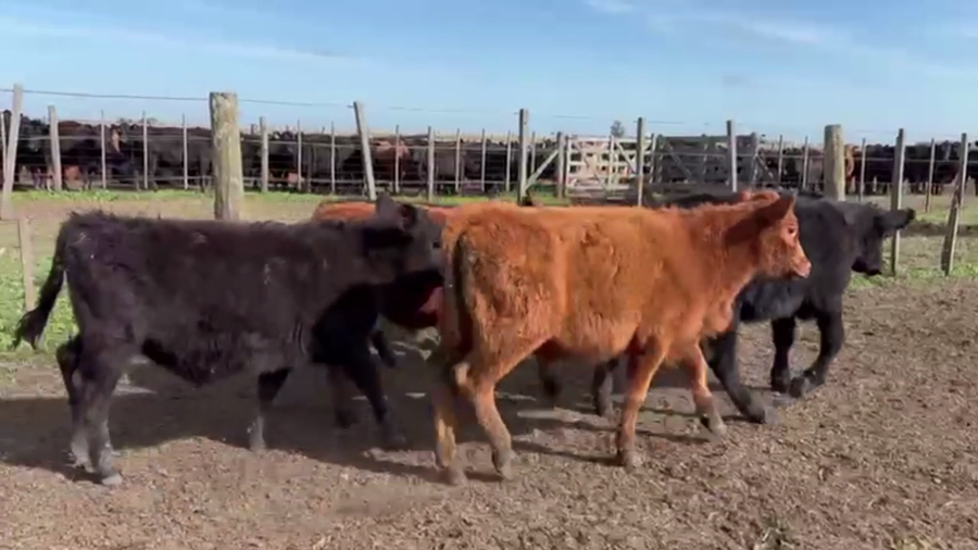 Lote 90 TERNS. MACHOS, TANDIL, BS. AS.