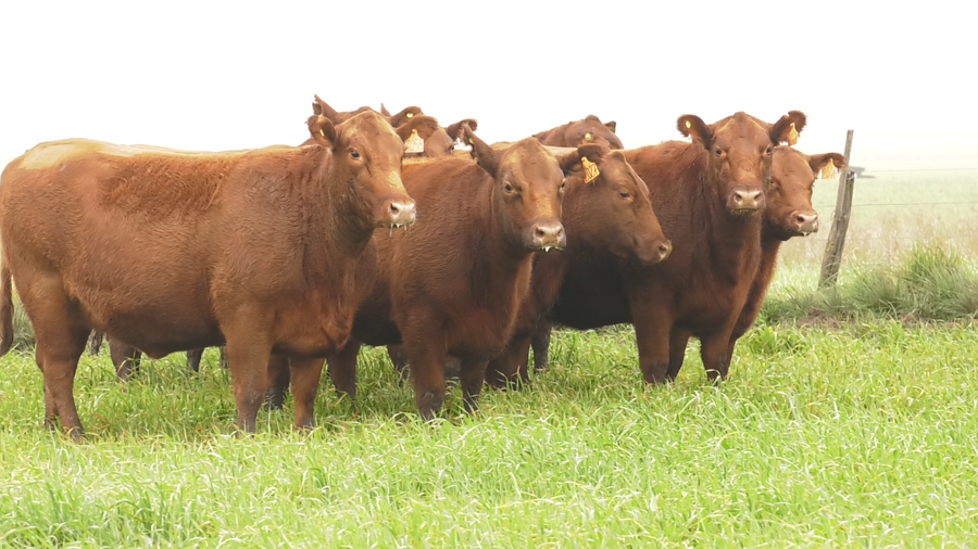 Lote VAQ. ANGUS COLORADAS  MAS C/GTÍA DE PREÑEZ