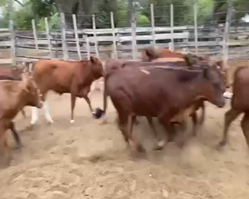 Lote 100 Terneros/as en Pampa del Infierno, Chaco