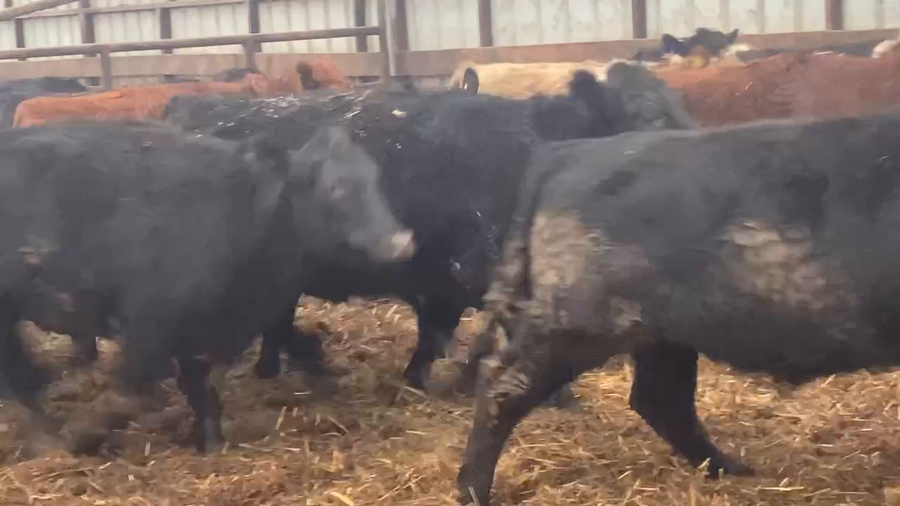 Lote 25 Novillo Gordo en Río Bueno, XIV Región Los Ríos