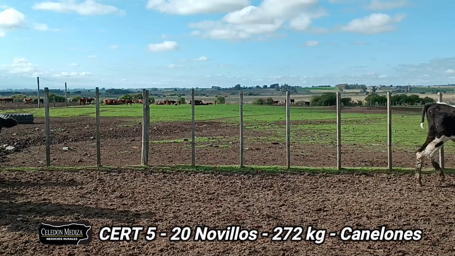 Lote 20 Novillos 1 a 2 años en Castellanos, Canelones