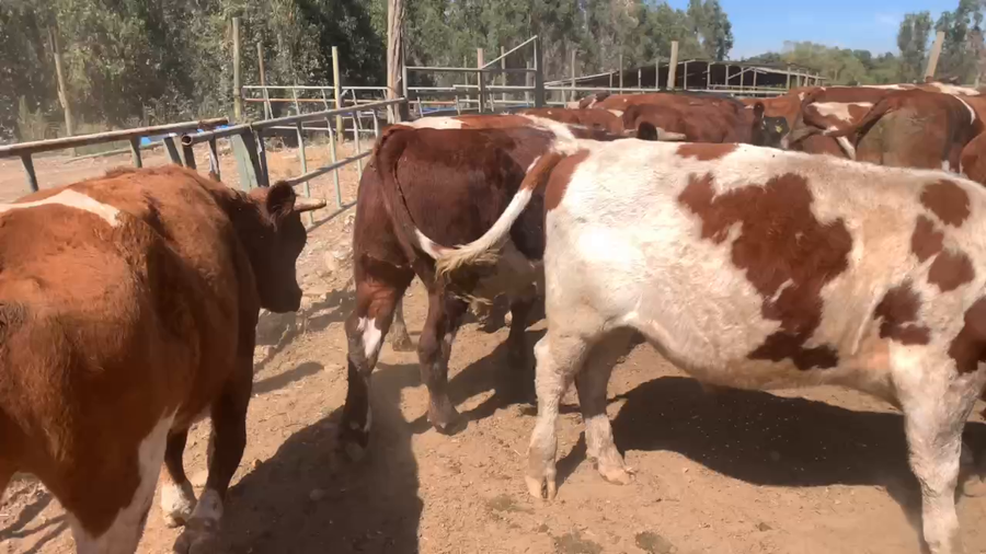 Lote 30 Novillo Engorda en San Clemente, VII  Región Maule