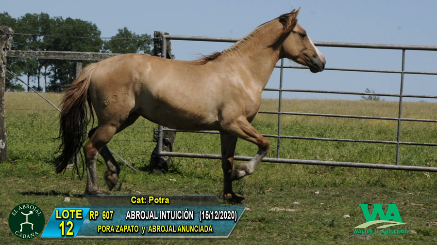 Lote ABROJAL INTUICION