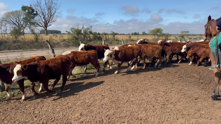 Lote 105 Terneros en Corrientes, San Roque