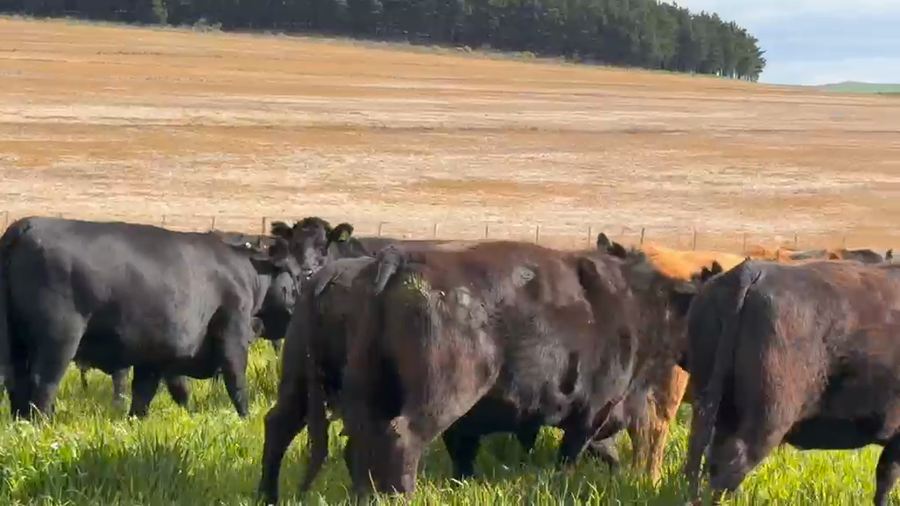 Lote 104 Terneros/as en Tandil