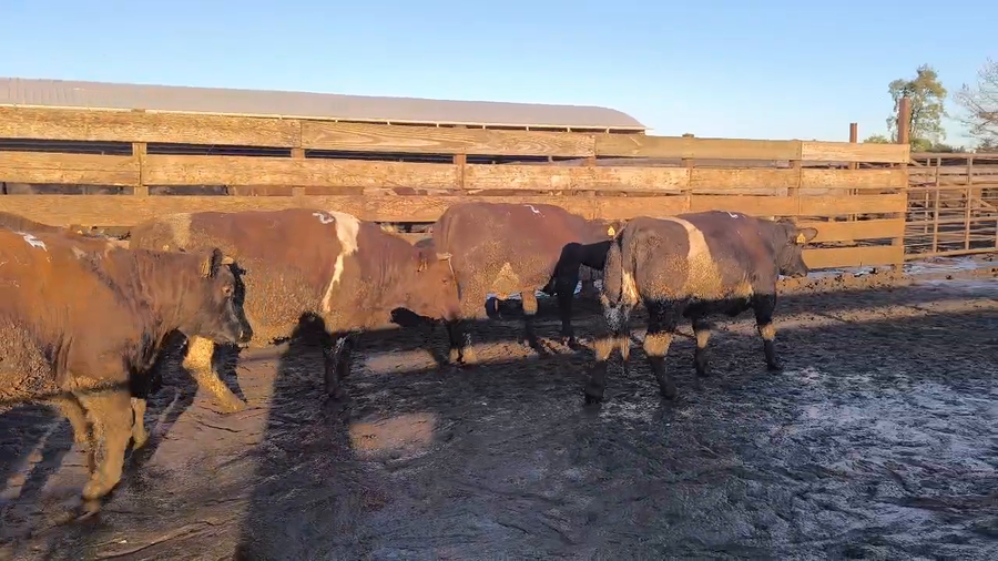 Lote 20 Vaquilla Gorda en Los Ángeles, VIII Región Biobío