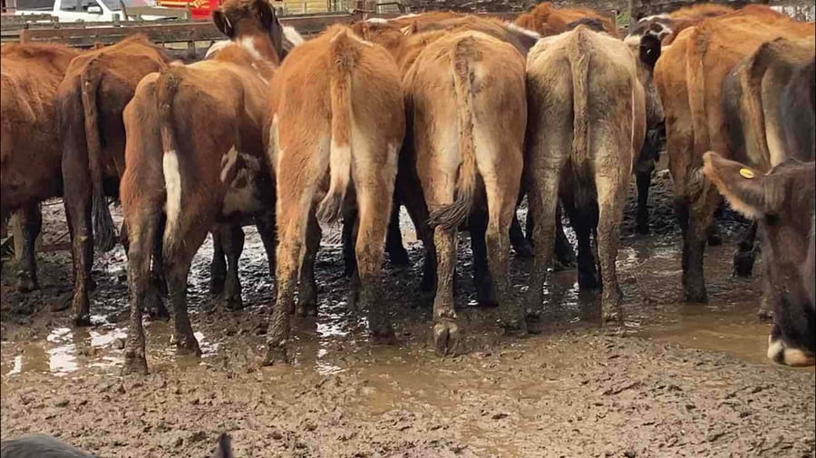 Lote 40 Novillo Engorda en Purranque, X Región Los Lagos