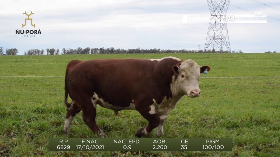 Lote Toros a remate en Remate anual Ñu Porá 2023, Paysandú