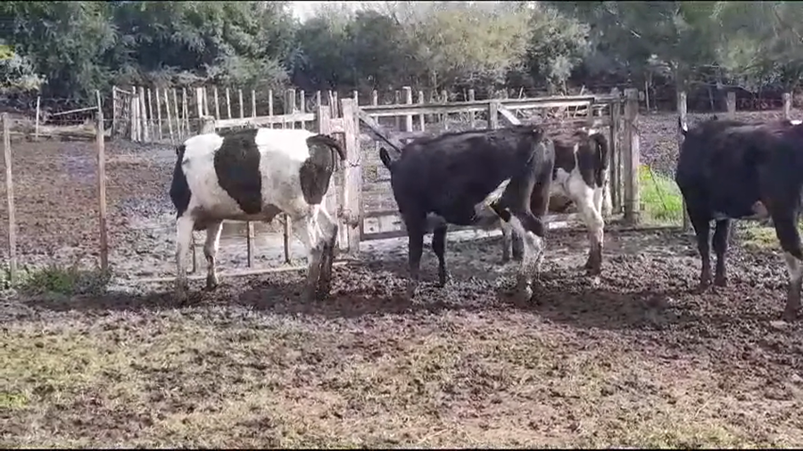 Lote NOVILLOS HOLANDO