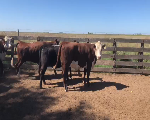Lote 20 Vaquillonas C/ gtia de preñez en Trenel, La Pampa