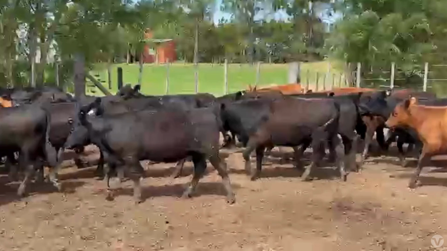 Lote 70 Terneras