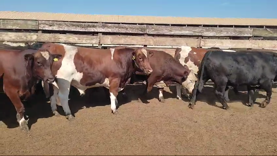 Lote 23 Novillo Gordo en Los Ángeles, VIII Región Biobío