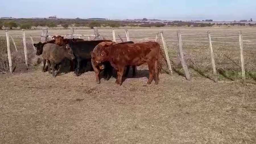 Lote (Vendido)8 Vaquillonas 1 a 2 años AA a remate en PANTALLA GARLAND 265kg -  en CONCORDIA