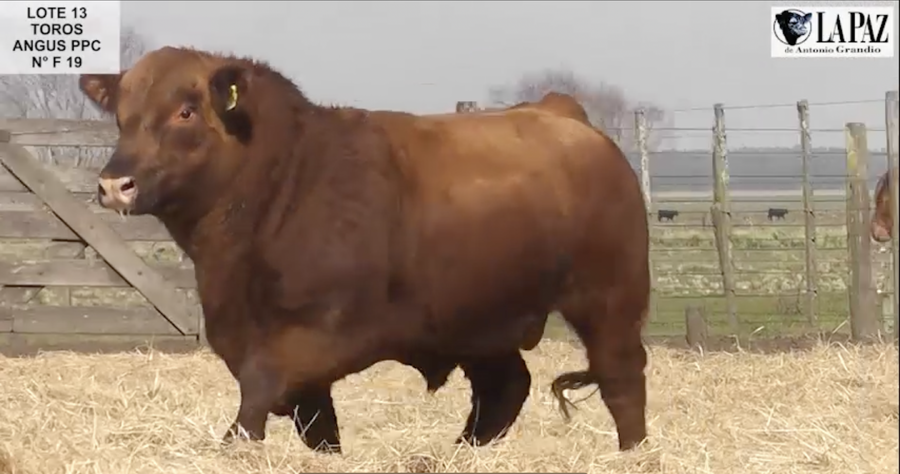 Lote TOROS PUROS POR CRUZA