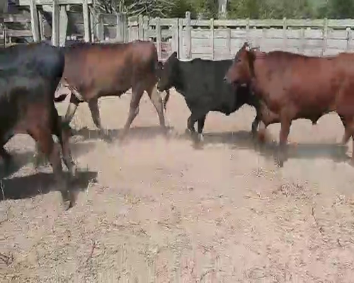 Lote 69 Novillitos en Quimilí, Santiago del Estero