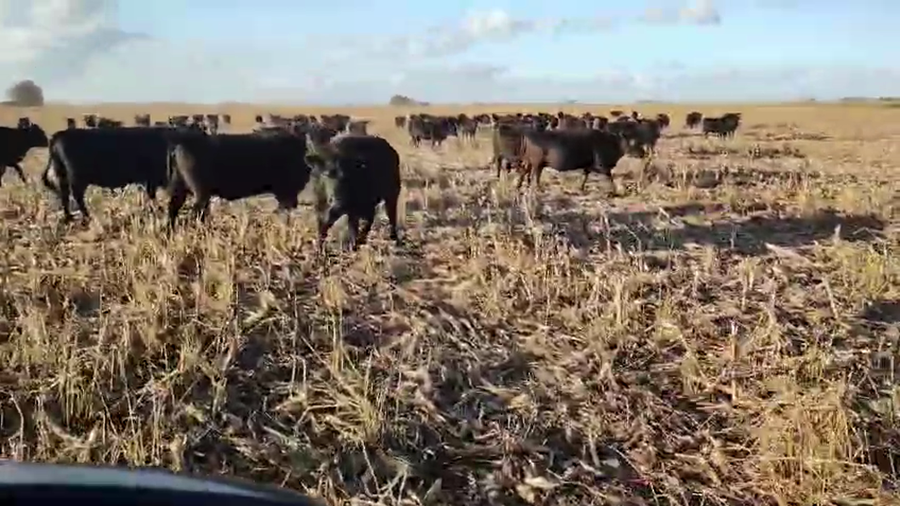 Lote 34 Vacas nuevas C/ gtia de preñez en Pehuajó