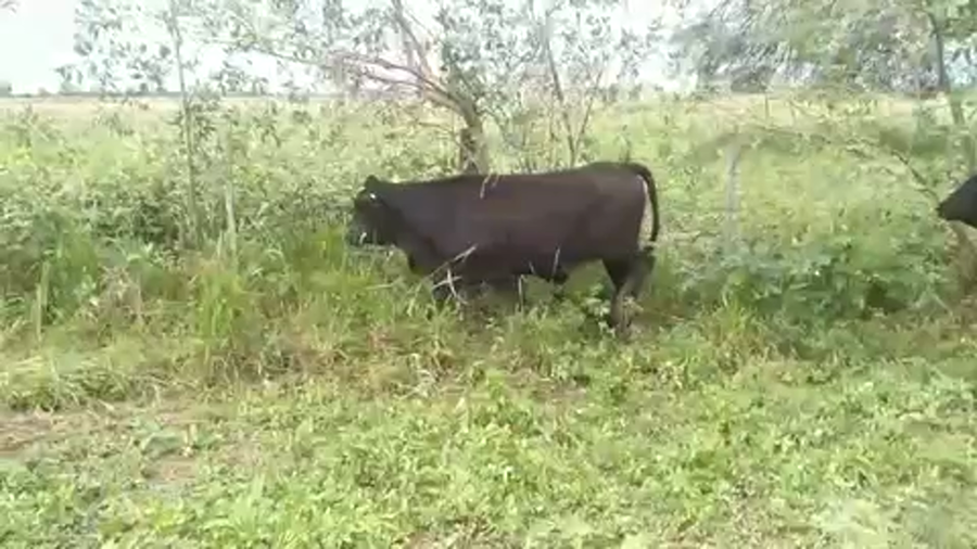 Lote 100 Vaquillonas en Pirané, Formosa