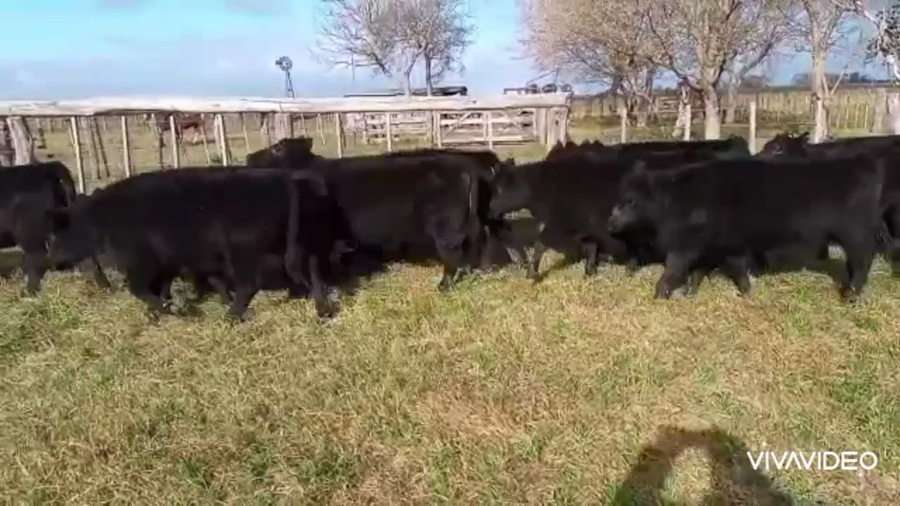 Lote 26 Terneras en Gral. Paz, Buenos Aires