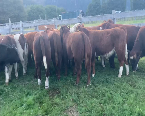 Lote 22 Ternero en Aysén, XI Región Aysén