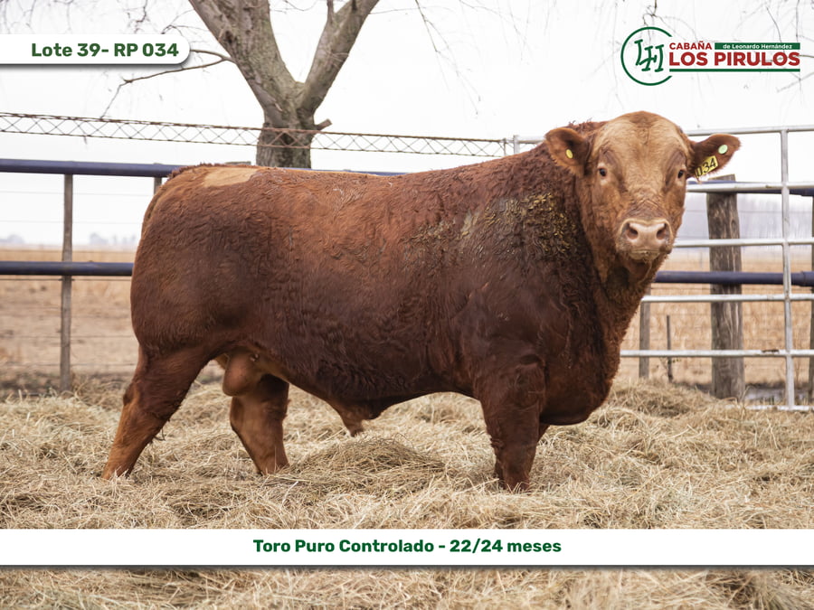 Lote TOROS PUROS CONTROLADOS - 22/24 meses